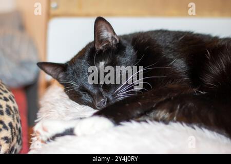 Eine schlanke schwarze Katze schläft friedlich auf einer weichen und gemütlichen weißen Decke und genießt ihren bequemen Platz, während sie sich friedlich ausruht Stockfoto