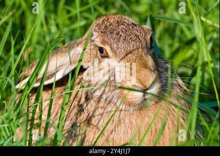Bunny Lepus europaeus ist versteckt im Gras an sonnigem Platz auf dem Feld. Sehr ausgedehnter Hase in der Tschechischen republik. Sommerabend. Stockfoto