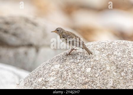 European Rock Pipit (Anthus petrosus) auf der Suche nach Nahrung an einer Atlantikküste. Ouessant, Finistere, Bretagne, Frankreich, Europa Stockfoto