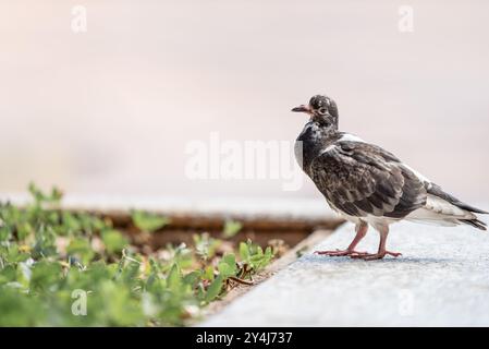 Weiß mit braun gesprenkelter Wildtaube, Columba Livia forma urbana, stehend auf dem Vorsprung eines Pflanzgefäßes in Belo Horizonte. Stockfoto