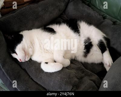 Eine süße weiße und schwarze Katze schläft auf ihrem Bett Stockfoto