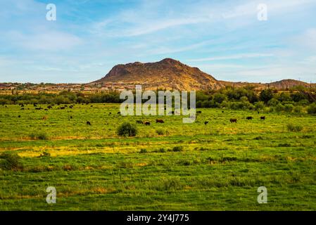Kühe, die friedlich auf einem üppigen grünen Feld vor dem Hintergrund der Wüstenhügel in Peoria, Arizona, weiden Stockfoto