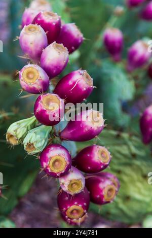 Großaufnahme von hellrosa Kaktusfeigen, Opuntia, in Arizona Stockfoto