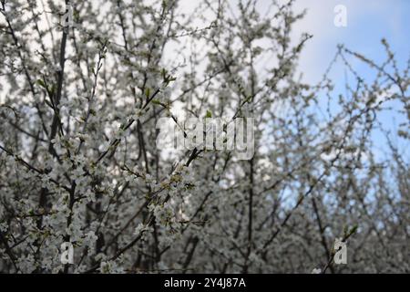 Frühlingsblumen an einem sonnigen Tag Stockfoto