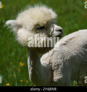 Porträt eines weißen Alpakas (Vicugna pacos), frisch geschoren, Gras isst Stockfoto