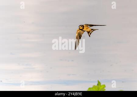 Rauchschwalbe Stockfoto