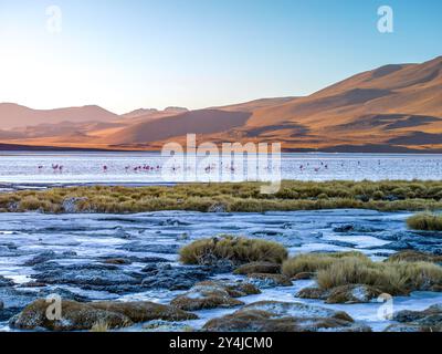 Flamingos waten anmutig durch das flache Wasser der Laguna Colorada im Altiplano, Bolivien, unter dem sanften Licht des Sonnenaufgangs und schaffen ein atemberaubendes Naturschauspiel. Stockfoto