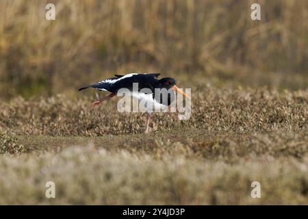 Oystercatcher-Haematopus ostralegus-Dehnung. Stockfoto