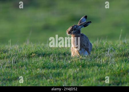 Braune Hare - Lepus Europaeus. Stockfoto