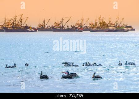 In Arica Harbor, Chile, versammeln sich Pelikane auf dem Wasser, tauchen und fischen in der Nähe von Fischerbooten, was in der Abenddämmerung eine lebhafte Atmosphäre schafft. Stockfoto