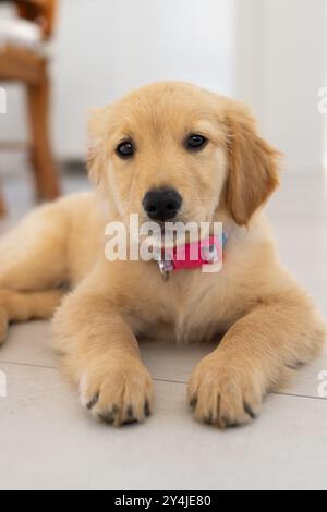 Goldener Retriever-Welpe mit rosafarbenem Kragen, der auf dem Boden liegt und in die Kamera blickt Stockfoto