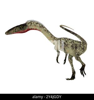 Coelophysis war eine zweibeinige räuberischen Dinosaurier, der während Triassic Periode von Nordamerika lebten. Stockfoto