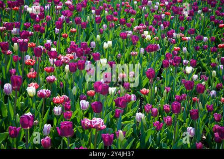 Violette und weiße Tulpen im öffentlichen Park im Frühling Stockfoto