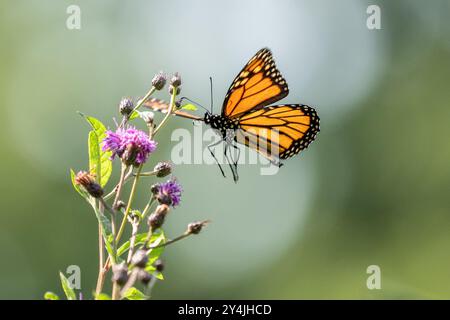 Wunderschöner Monarch-Schmetterling, der auf einer violetten Wildblume auf der Sommerwiese landet. Stockfoto