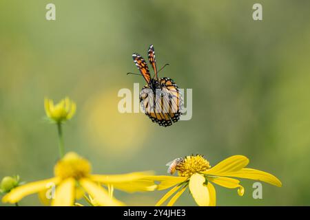 Wunderschöner Monarch-Schmetterling, der auf einer gelben Wildblume auf der Sommerwiese landet Stockfoto