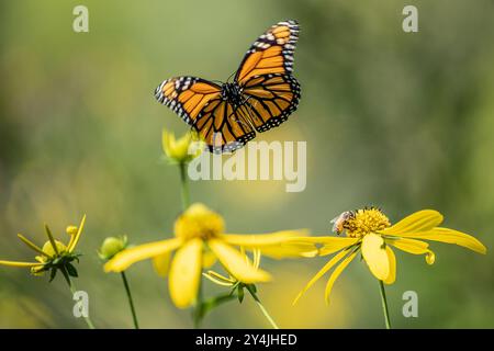 Wunderschöner Monarch-Schmetterling, der auf einer gelben Wildblume auf der Sommerwiese landet Stockfoto