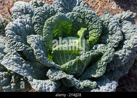 Savoyenkraut wächst in einem Bett. Vitaminnahrung für Vegetarier Stockfoto