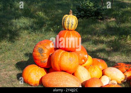 Viele Kürbisse auf einem Gartenrasen. Sonniger Herbsttag. Ernte. Stockfoto