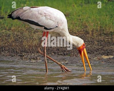 Einzelner Gelbschnabelstorch (Mycteria ibis) mit gelbem Schnabel und rotem Gesicht und Beinen zum Angeln in Lake Manze, Nyerere National Park, Tansania, Afrika Stockfoto