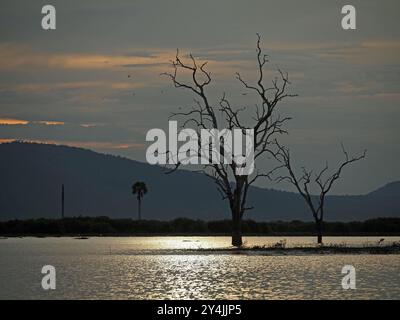 Silberne Dämmerung am Lake Manze, Nyerere NP Tansania mit toten Skelettbäumen, doum Palmen, Silhouetten Bienenfressern, Fischadlern und watschenden Gelbschnabelstorchen Stockfoto