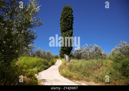 Castiglion Fiorentino ist eine kleine Stadt in der östlichen Toskana, in der Provinz Arezzo, zwischen den Städten Arezzo und Cortona. Es ist gut, nein Stockfoto