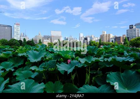 Lotus-Seerosen wachsen im Lotus-Teich in einem Teil des Shinobazu-Teichs im Ueno-Park mit den Gebäuden in Ueno im Hintergrund, Tokio Stockfoto