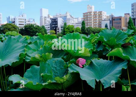 Lotus-Seerosen wachsen im Lotus-Teich in einem Teil des Shinobazu-Teichs im Ueno-Park mit den Gebäuden in Ueno im Hintergrund, Tokio Stockfoto