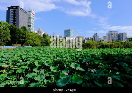 Lotus-Seerosen wachsen im Lotus-Teich in einem Teil des Shinobazu-Teichs im Ueno-Park mit den Gebäuden in Ueno im Hintergrund, Tokio Stockfoto