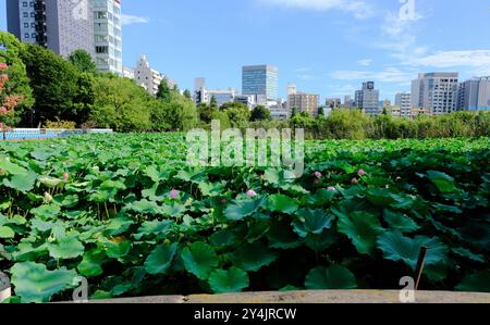 Lotus-Seerosen wachsen im Lotus-Teich in einem Teil des Shinobazu-Teichs im Ueno-Park mit den Gebäuden in Ueno im Hintergrund, Tokio Stockfoto