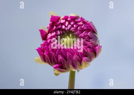 Farbenfrohe Dahlien, alle Sorten Stockfoto