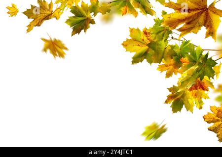 Herrliches Herbstlaub aus Ahorn, Studio isoliert auf reinweißem Hintergrund, mit einigen bunten Blättern auf einem Ast und einige fallen mit Bewegungsunschärfe Stockfoto