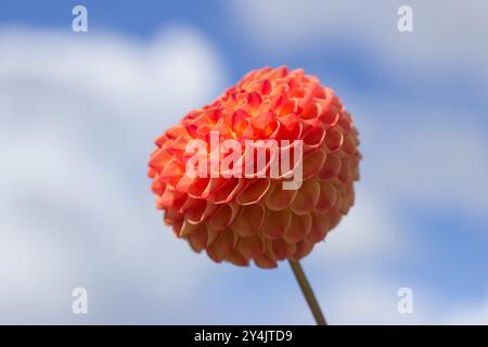 Farbenfrohe Dahlien, alle Sorten Stockfoto