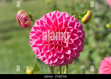 Farbenfrohe Dahlien, alle Sorten Stockfoto