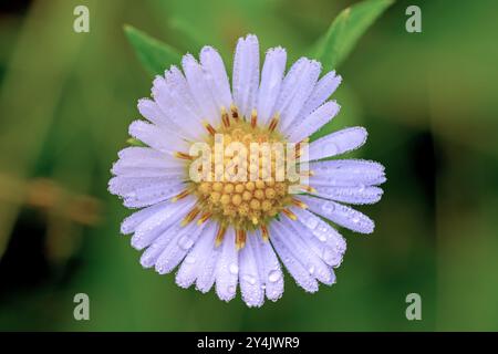 Morgentau auf dem Blumenmakro der Western Aster Stockfoto