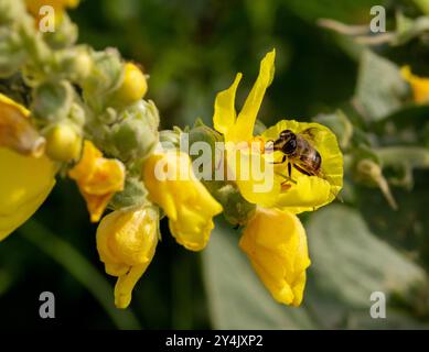 Honigbiene auf Verbascum thapsus, der großen oder gewöhnlichen Mullein-Blüte Stockfoto