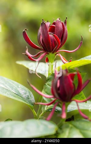 Calycanthus floridus, östlicher Süssstrauch oder carolina allspice Stockfoto