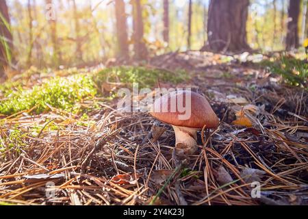 Stachelpilz auf dem Moos in sonniger Waldlichtung. Natur Stockfoto