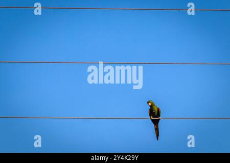 Maritacas oder brasilianische Papageien landeten auf einem Hochspannungskabel in Brasilien Stockfoto