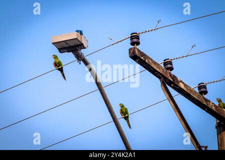 Maritacas oder brasilianische Papageien landeten auf einem Hochspannungskabel in Brasilien Stockfoto