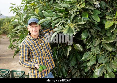 Positiver Gärtner, der Avocados von grünen Blattbäumen pflückt Stockfoto