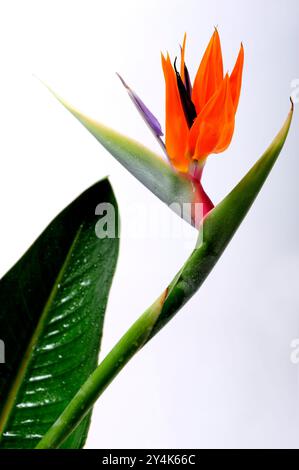Arrangement, Blumenstrauß, frisch, Blumen, Leidenschaft, Pastell, Parfüm, Blütenblätter, Entspannung, Entspannung, Romantik, romantisch, Duft, etwas Besonderes, Süße Stockfoto