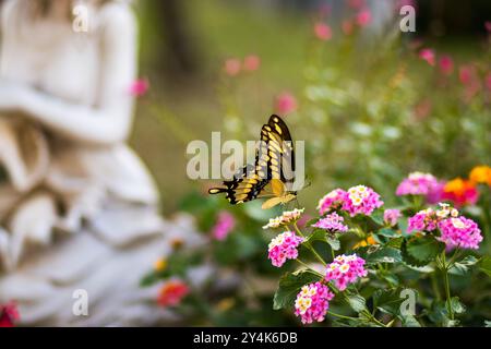 Ein Schwalbenschwanz-Schmetterling, der auf bunten lantana-Blumen thront. Stockfoto