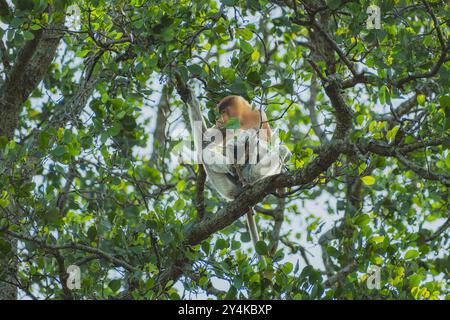 Dieser männliche Proboscis-Affe isst nachmittags das Mangrovenblatt. Stockfoto