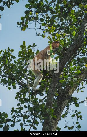 Mit großer Beweglichkeit springt der Proboscis-Affe im Mangrovenwald von Ast zu Ast. Stockfoto