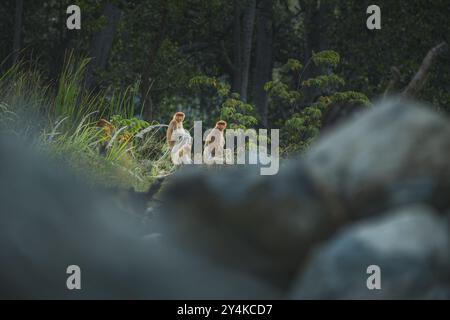 Eine Gruppe von Proboscis-Affen, darunter ein großer Männchen mit einer ausgeprägten langen Nase, sitzt auf Felsen in einer üppigen Waldlandschaft. Stockfoto