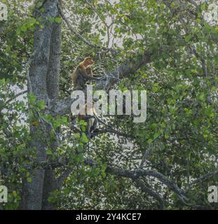 Eine Proboscis-Affenmutter, die auf einem Mangrovenzweig sitzt, begleitet von einem anderen Proboscis-Affenweibchen Stockfoto