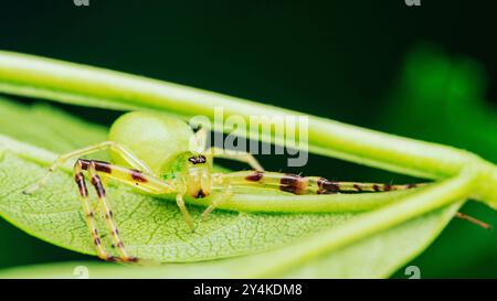 Grüne Krabbenspinne auf einem hellgrünen Blatt, getarnt in ihrer natürlichen Umgebung. Stockfoto