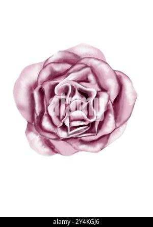 Eine große offene Rosenknospe. Rosa, Lila und weiß. Draufsicht. Die Blütenblätter sind gewellt. Aquarellabbildung. Stockfoto