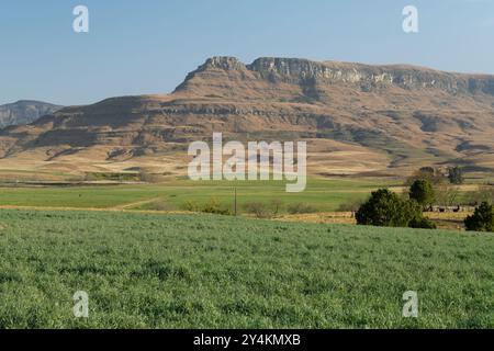 Farmfelder, subalpine Landwirtschaft in den Hügeln des Drakensbergs, midlands von KwaZulu-Natal, Südafrika, bepflanzte Weiden, Anbau von Tierfutter Stockfoto