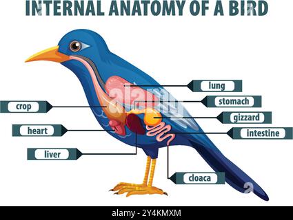 Abbildung: Innere Organe und Anatomie des Vogels Stock Vektor